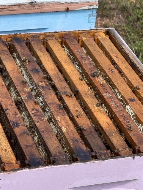 Healthy honey bees clustering on honeycomb in a traditional blue hive box